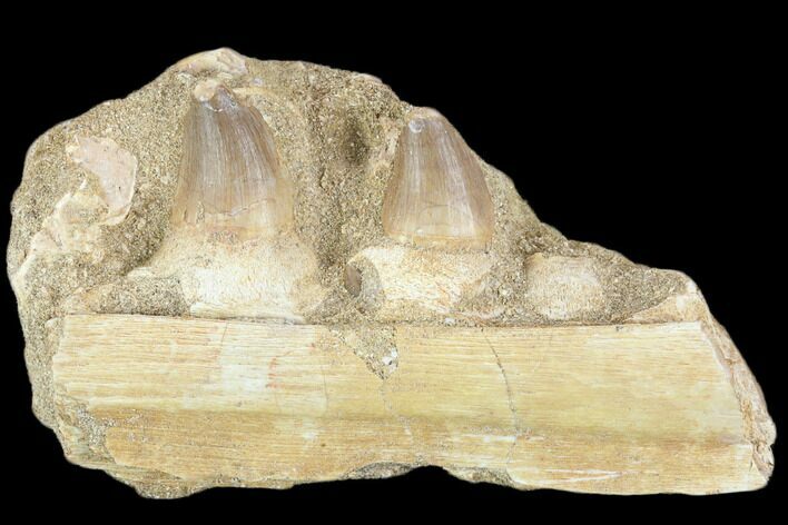 Fossil Mosasaur Jaw Section With Two Teeth - Morocco #116982